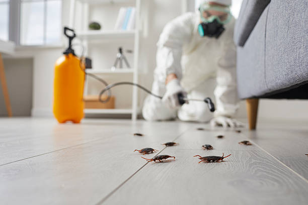 Commercial Rodent Management in Oasis